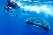 swim with whale sharks cancun tours 3