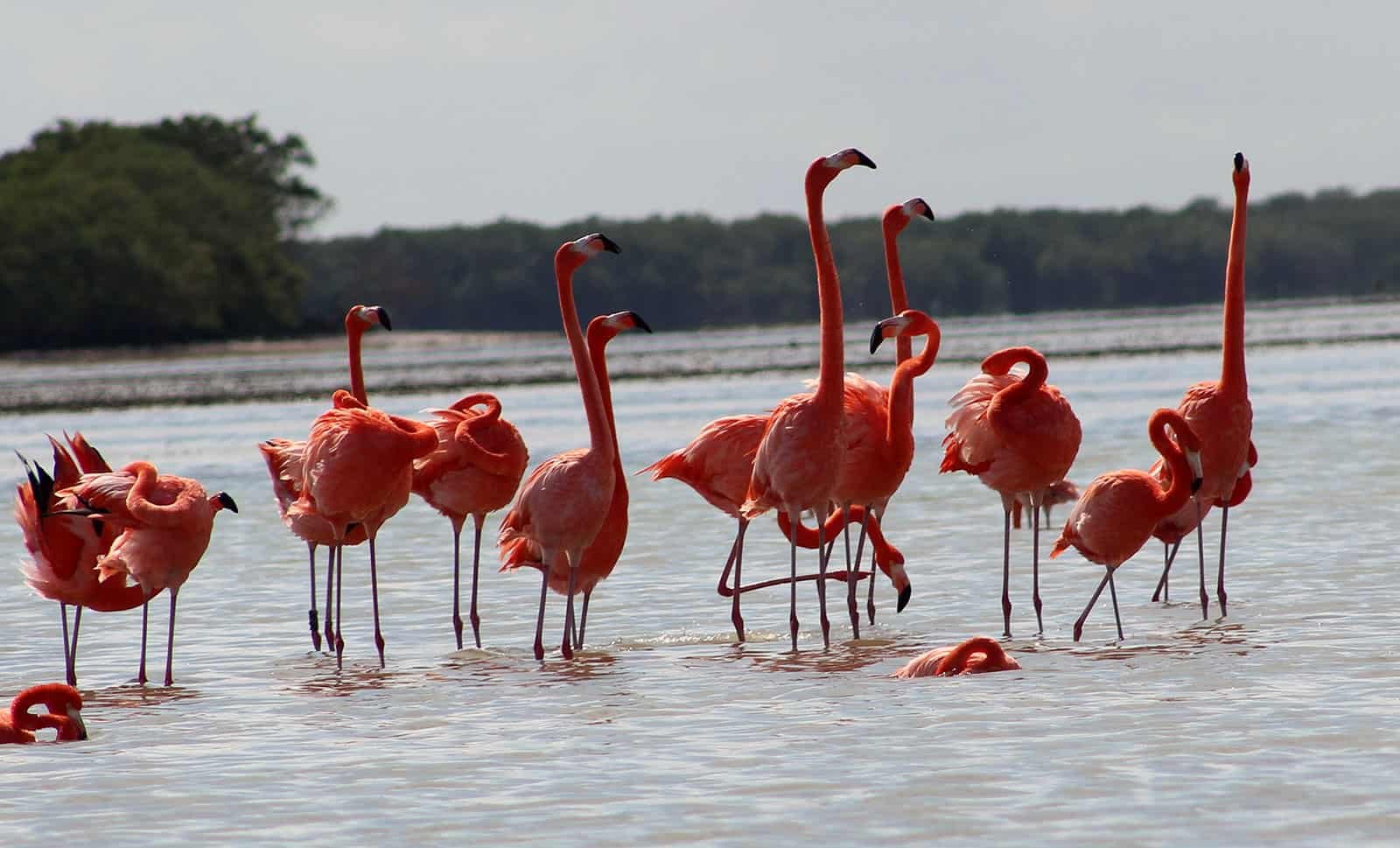 Flamingos tour in Río Lagartos