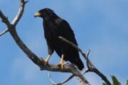 Golden eagle in Rio Lagartos