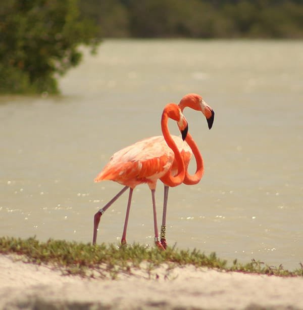 Yucatan-Discovery-flamingos Tour